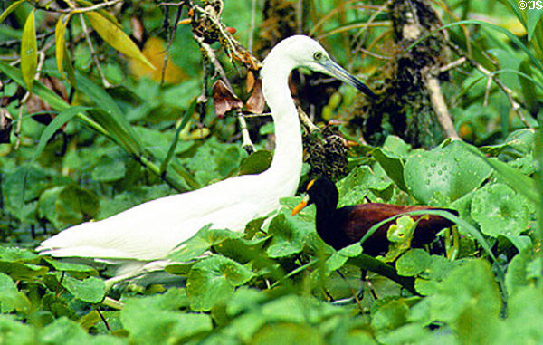 Little Blue Heron (immature) and Northern Jacana in Tortuguero. Costa Rica.