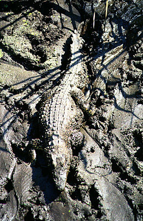 Crocodile hides in muddy banks of Crocodile Farm in Guama. Cuba.