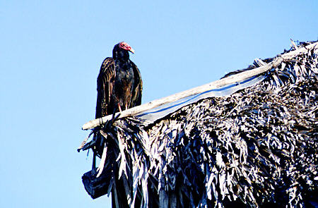 Vulture perched atop roof in Guama. Cuba.