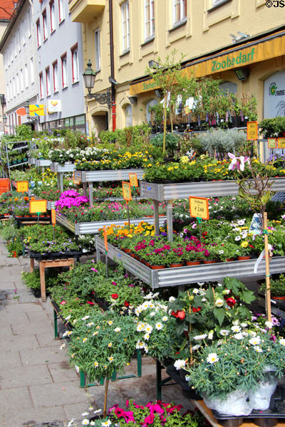 Garden plants for sale at Viktualienmarkt. Munich, Germany.