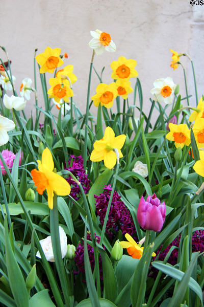 Spring flowers in Hofbrauhaus area. Munich, Germany.