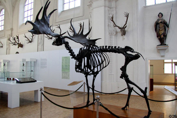 Skeleton of extinct Giant Irish Deer <i>Megaloceros giganteus</i> at German Hunting & Fishing Museum. Munich, Germany.
