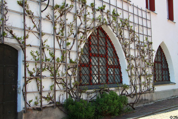 Espalier over Gothic arch at Munich City Museum. Munich, Germany.