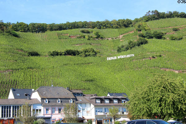 Orziger Worzgarten vineyard. Ürzig, Germany.