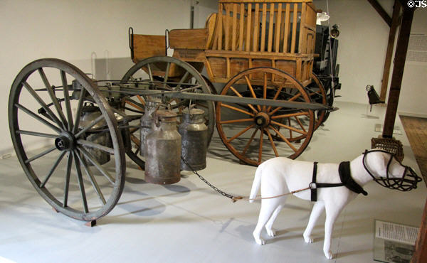 Milk delivery cart drawn by dogs (19thC) at Schleswig Holstein State Museum. Schleswig, Germany.
