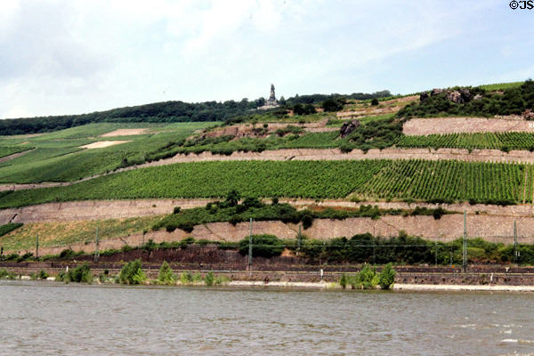 Vineyards on hillside with Niederwalddenkmal (monument) in far distance. Rüdesheim am Rhein, Germany.