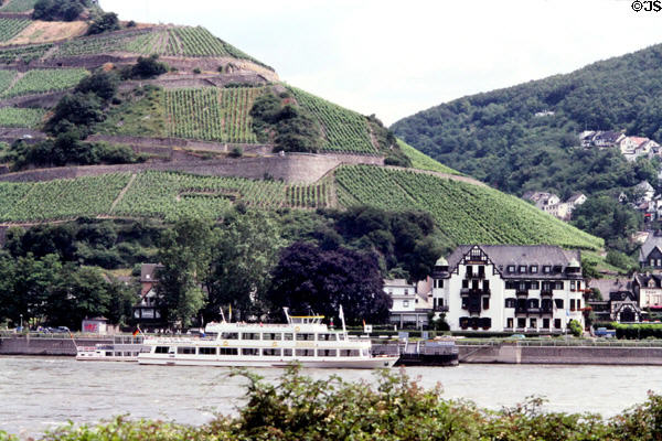 Vineyards on hillside along Rhine River at Rüdesheim am Rhein. Germany.