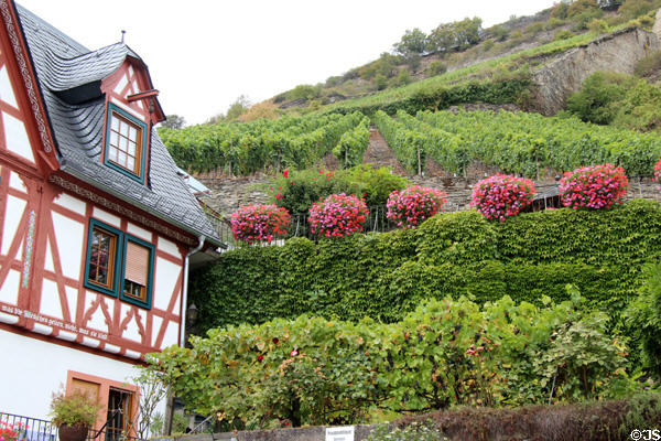 Gardens & vineyards on hillside above town. Bacharach, Germany.