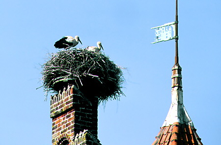 Storks nesting on top of a chimney in Ribe. Denmark.