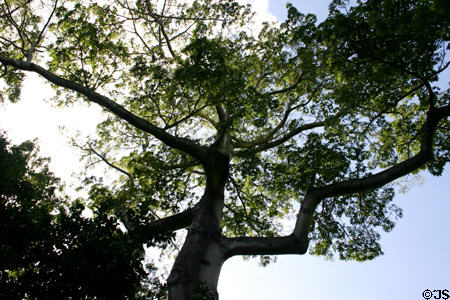 Silk Cotton Tree (<i>Ceiba occidentalis</i>) at Cabrits National Park. Dominica.
