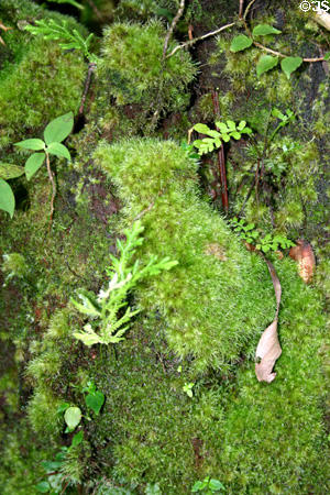 Mosses at Emerald Pool area of Morne Trois Pitons National Park. Dominica.