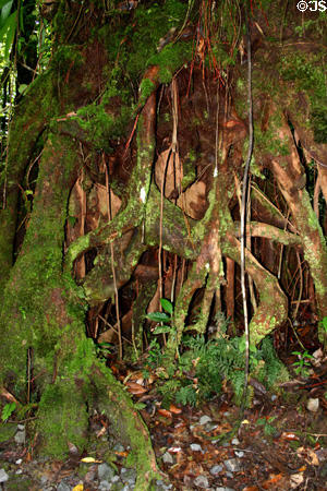 Twisted roots at Emerald Pool area of Morne Trois Pitons National Park. Dominica.
