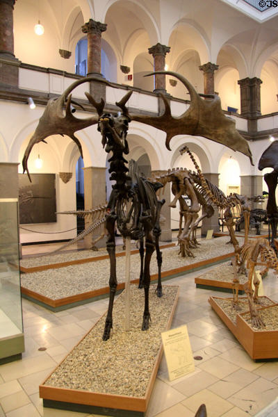 Irish Elk skeleton (<i>Megaloceros giganteus</i>) (12,000 years old) at Munich Paleontology Museum. Munich, Germany.