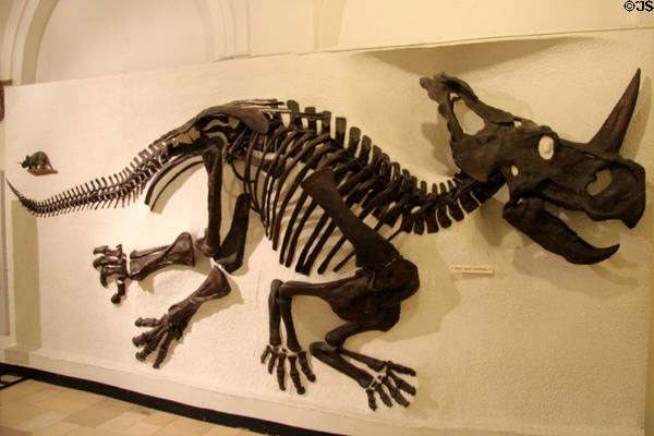 Cast of horned dinosaur (<i>Monoclonius nasicornus</i>) from Alberta, Canada at Munich Paleontology Museum. Munich, Germany.
