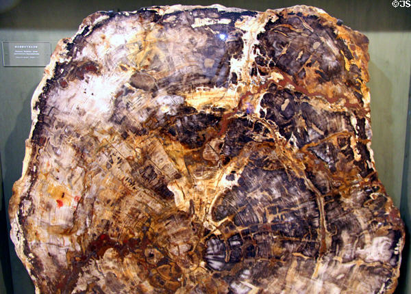 Petrified wood at Munich Paleontology Museum. Munich, Germany.