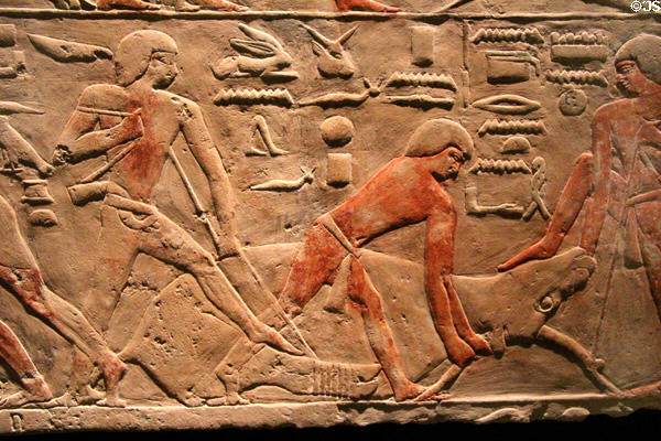 Cattle butchering scene relief on limestone (5-6th Dynasty - c2300 BCE) from Saqqara at Museum Ägyptischer Kunst. Munich, Germany.