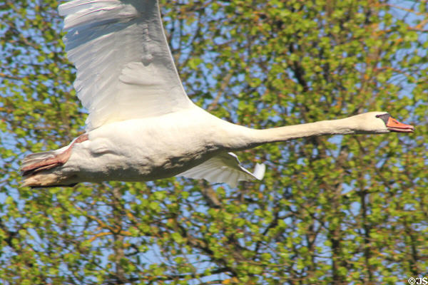 Swan in flight at Oberschleißheim Palaces. Munich, Germany.
