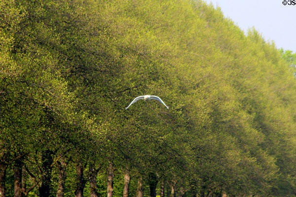Swan in flight at Oberschleißheim Palaces. Munich, Germany.