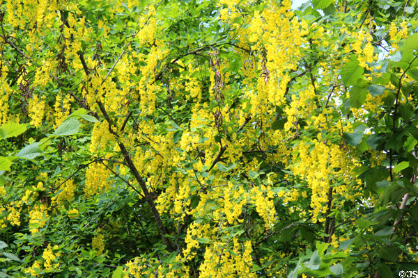 Tree with yellow flowers at Coburg Castle. Coburg, Germany.