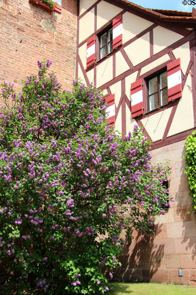 Lilacs at base of Imperial Castle. Nuremberg, Germany.