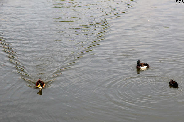 Ducks on Pegnitz River. Nuremberg, Germany.