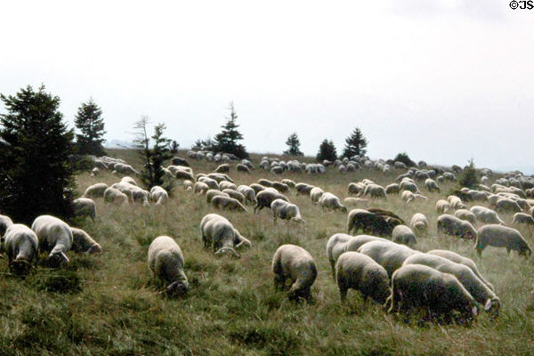 Sheep grazing in Belchen meadow in Black Forest. Germany.