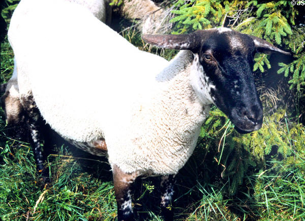 Portrait of sheep in Belchen meadow. Germany.