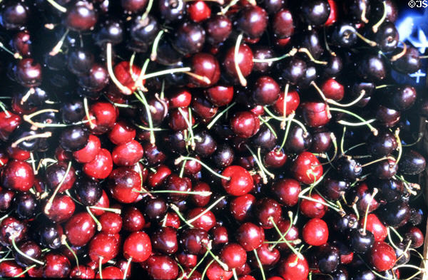 Cherries being sold at outdoor market. Stuttgart, Germany.