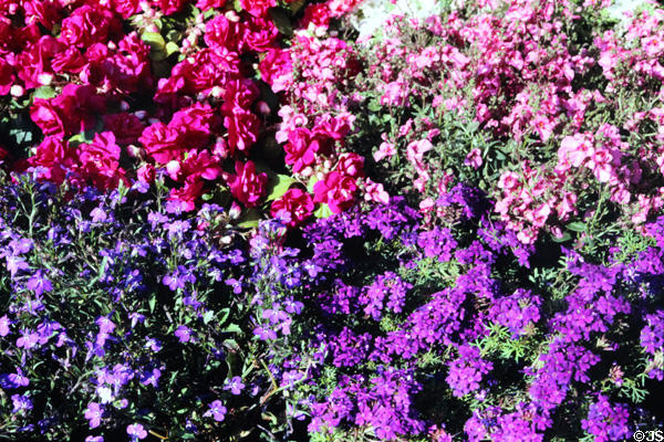 Flowers being sold at City Hall market. Stuttgart, Germany.