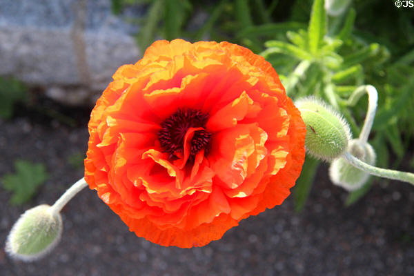 Poppy in bloom in Ottobeuren garden. Ottobeuren, Germany.