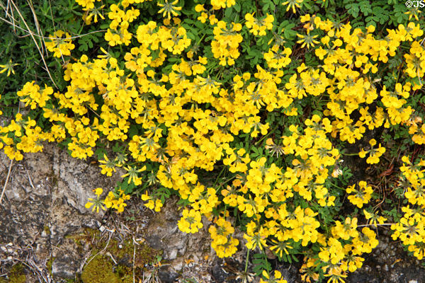 Yellow flowers growing over rocky ground. Füssen, Germany.