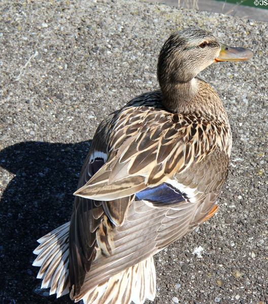 Duck around port area. Lindau im Bodensee, Germany.