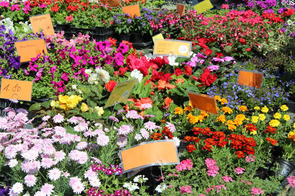 Flower shop in Market Area. Ulm, Germany.