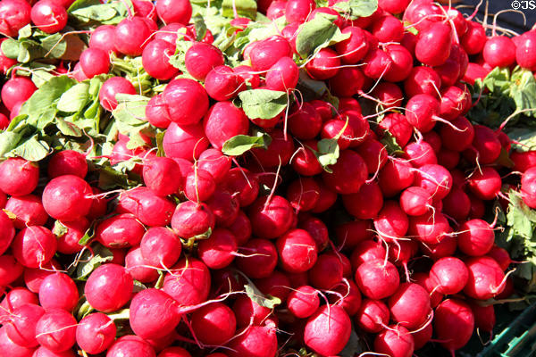 Radishes in Market Area. Ulm, Germany.