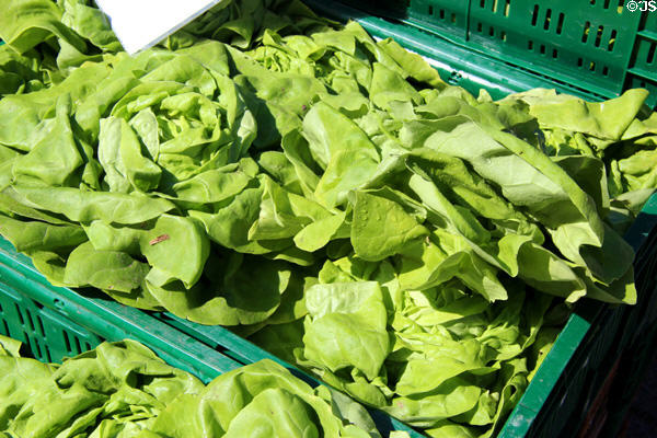 Lettuce in Market Area. Ulm, Germany.