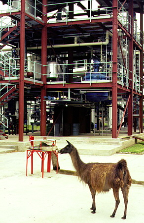 Llamas guarding and clipping grass at a food processing plant in Quito. Ecuador.