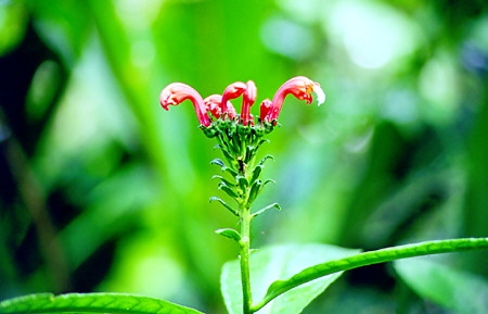 Flower found in the Amazon off the Río Napo. Ecuador.