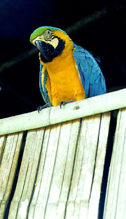 Tame parrot at a jungle mission near the Río Napo. Ecuador.