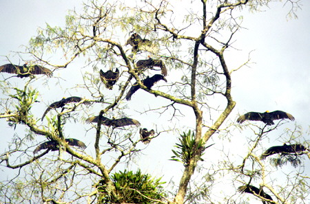 Turkey Vultures dry their wings in a tree overlooking Limoncocha Lake in the Amazon. Ecuador.