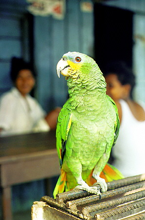 Tame parrot in the village of Coca, a jungle base for oil exploration. Ecuador.
