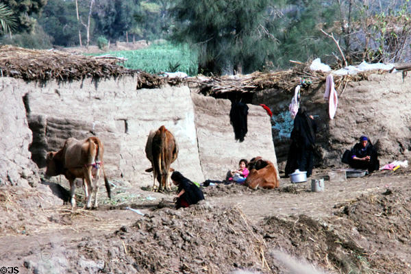Mud huts with cows in Giza. Egypt.