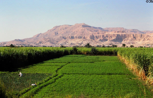 Sugar cane fields near Thebes looking to Valley of Kings & Queens. Egypt.
