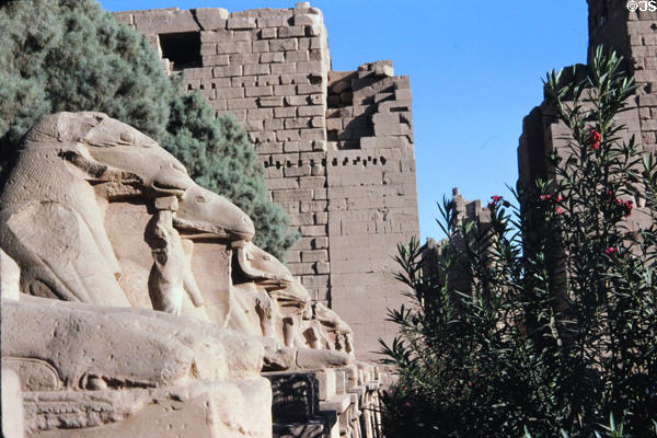 Processional row of carved rams at Temple of Karnak. Egypt.