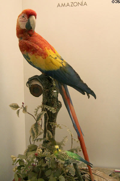 Source of parrot feathers used in Amazon arts at Museum of America. Madrid, Spain.