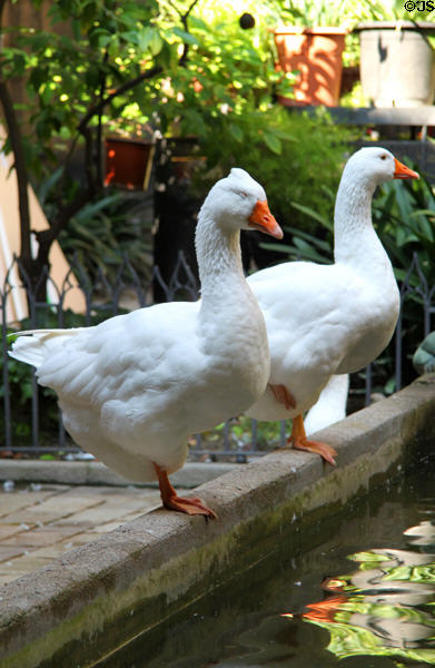 Geese guarding cloister of Barcelona Cathedral. Barcelona, Spain.