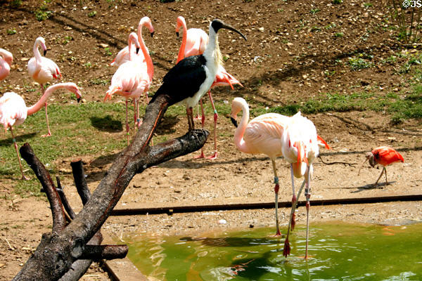 Flamingoes & ibises in zoo at Citadel. Besançon, France.