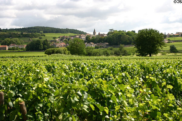 Vineyard above town of Monthelie along Route des Grands Crus tourist route through Burgundy Wine Region. Monthelie, France.
