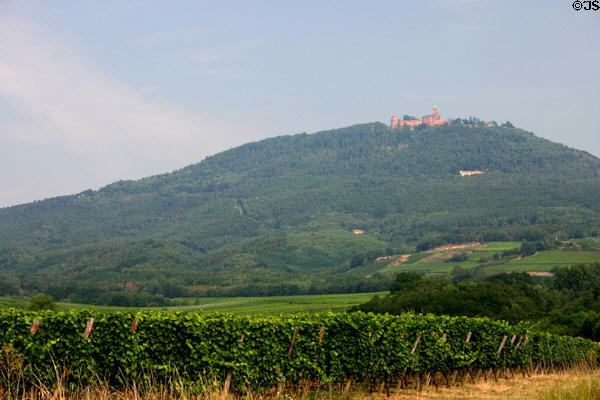 Castle of Haut Koenigsbourg sits on hill over vineyards of Alsace. France.