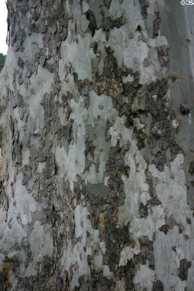 Bark of Platane (Plain) tree used widely for shade in Europe. Fontenay, France.