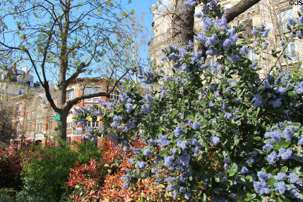 Blue flowering tree in Marais. Paris, France.